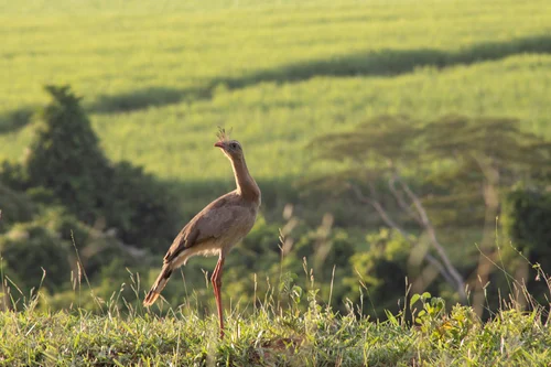 Relatório ambiental simplificado ras
