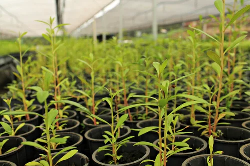 Serviço de mapeamento por geoprocessamento