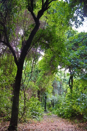 Serviço de projeto de reflorestamento ambiental